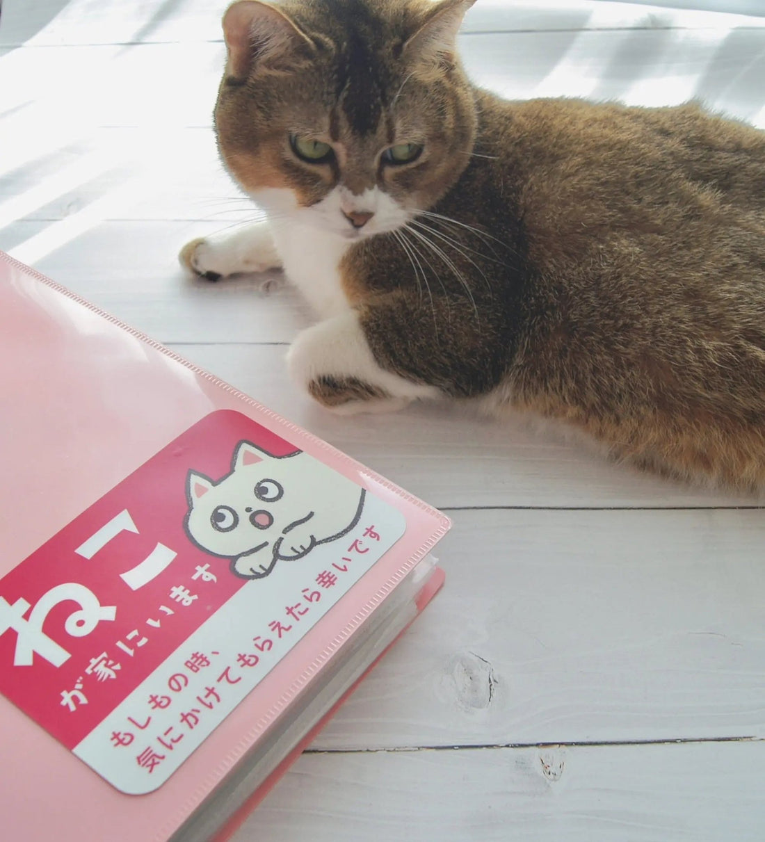 家ねこステッカー(大)|“私のねこが家にいます”を伝える安心ステッカー - もしもshop Helmo