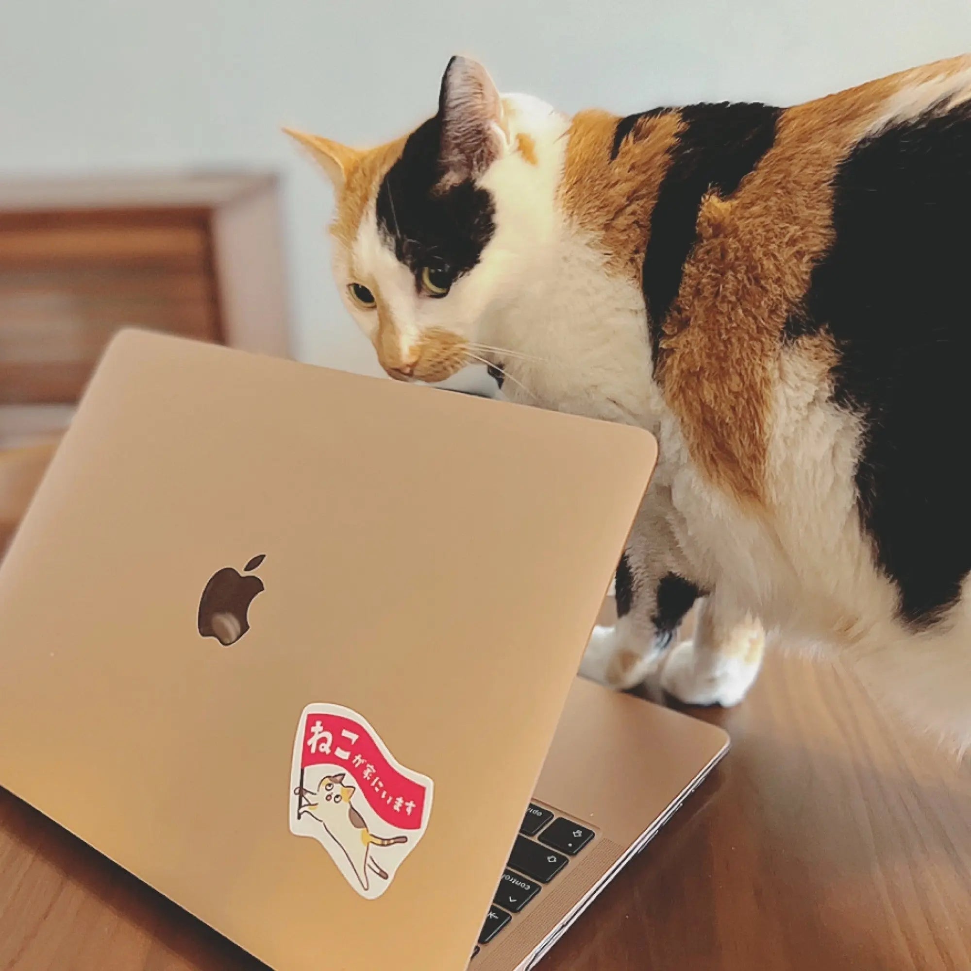 家ねこステッカー（ミニ）｜“気づいてほしい”をやさしく添える3枚セット - もしもshop Helmo