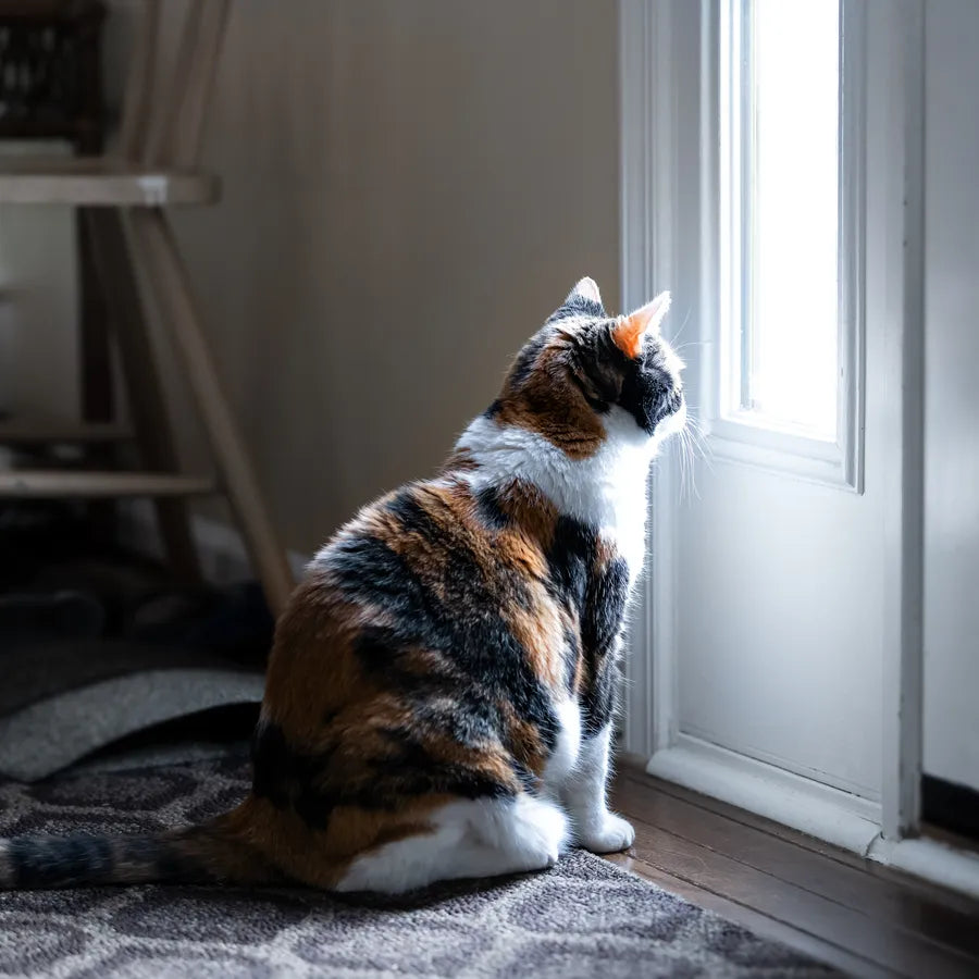ドアの前で飼い主の帰りを待つ猫